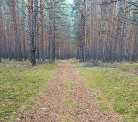 Прирезка лесных участков Кадастровые работы в Дубовском районе